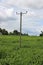 Three phase overhead powerline in a corn field UK