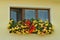 Three-piece wooden euro-window / plastic window and boxes with yellow and red begonia.