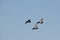 Three pigeon in flight
