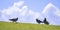 Three pigeon on green grass against the sky