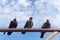 Three pigeon perch on a Rack with clear blue sky