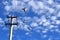 Three pigeons fly from a power pole to the blue skies