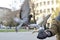 Three pigeons flying to a man\'s hand