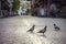 Three pigeons freely walk along the atmospheric sidewalks of paving stones, on a deserted city cozy street. Evening city