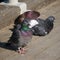 Three pigeons having rest