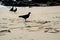 Three of pigeons, in silhouette, walking on the beach sand