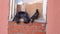 Three pigeons sitting on windowsill of brick building window