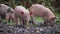 Three piglets eating food in the forest