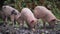 Three piglets eating from the ground