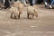 three piglets stray across a road in India