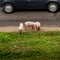 Three pigs on a road