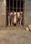 Three pigs sticking out their noses behind bars at a farm.