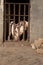 Three pigs sticking out their noses behind bars at a farm.