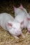Three pigs swine sleeping resting on the straw in a farm stall
