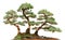 Three pine bonsai trees