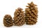 Three Pine Cones