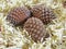 Three Pine Cones Arranged on White and Gold Tinsel