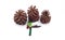 Three pine cones with christmas thank you tag