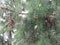 The three pine cones in the tree