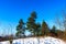 Three pines with other trees on the hill. In front of the pines snow melting in the winter sun. Clear blue sky