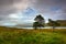 Three pines on the shore of Little Loch Broom, Scotland