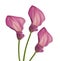 Three pink callas flower