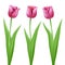 Three pink cartoon vector tulips