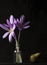 Three pink crocuses in a glass jar with water