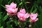 Three pink Curcuma Alismatifolia flowers
