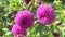 Three pink dahlia
