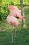 Three pink Flamingo. Birds natural park pinck