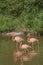 Three pink flamingos in Vietnam