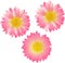 Three pink flowers. Vector illustration