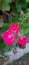 Three pink geranium flowers and buds and green leaves