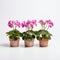 Three Pink Geraniums In Clay Pots - A Delicate Floral Arrangement