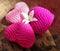 Three pink hearts and one fragant white flower