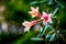 Three pink impala lily flower