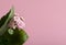 Three pink Kalanchoe flowers with buds under its leaf on a pink background.