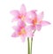 Three pink lilies