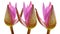 Three pink lotus bud flower isolated on white backgrounds,water lily.