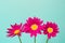 Three pink pyrethrum flowers on blue sky as background. Pink daisy.