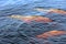 Three pink river dolphins in Rio Negro, Brazil