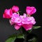 Three pink rosebuds and open rose