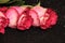Three pink roses on a black background with bokeh. Flower buds on a dark background with a sparkle