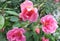 Three pink roses full blossom & few buds & dew