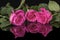 Three pink roses setting on a reflective surface