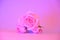 Three pink Roses with on trendy neon Background. copy space - Valentines and 8 March Mother Women`s Day concept.