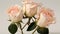 three pink roses are in a vase on a white tablecloth with green leaves and a white background with a white background behind them