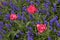 Three pink tulips in a bed of purple delphiniums.