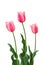 Three Pink Tulips on White